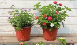 湖州女士爆料新闻视频最新,揭秘新闻视频背后的惊人真相